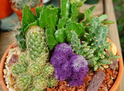 50 Cactus Finest Mixed Succulent Flower Plant Seeds