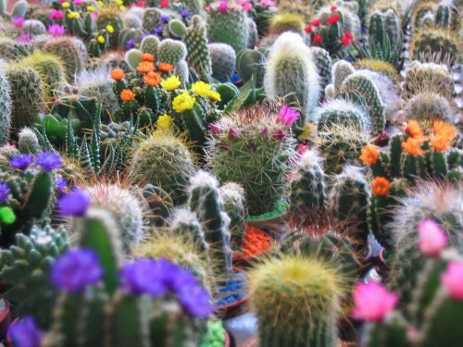 50 Cactus Finest Mixed Succulent Flower Plant Seeds