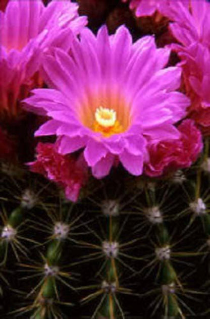 50 Cactus Finest Mixed Succulent Flower Plant Seeds