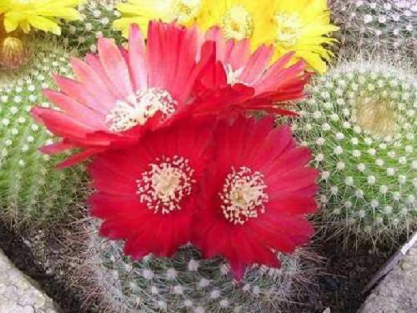 50 Cactus Finest Mixed Succulent Flower Plant Seeds