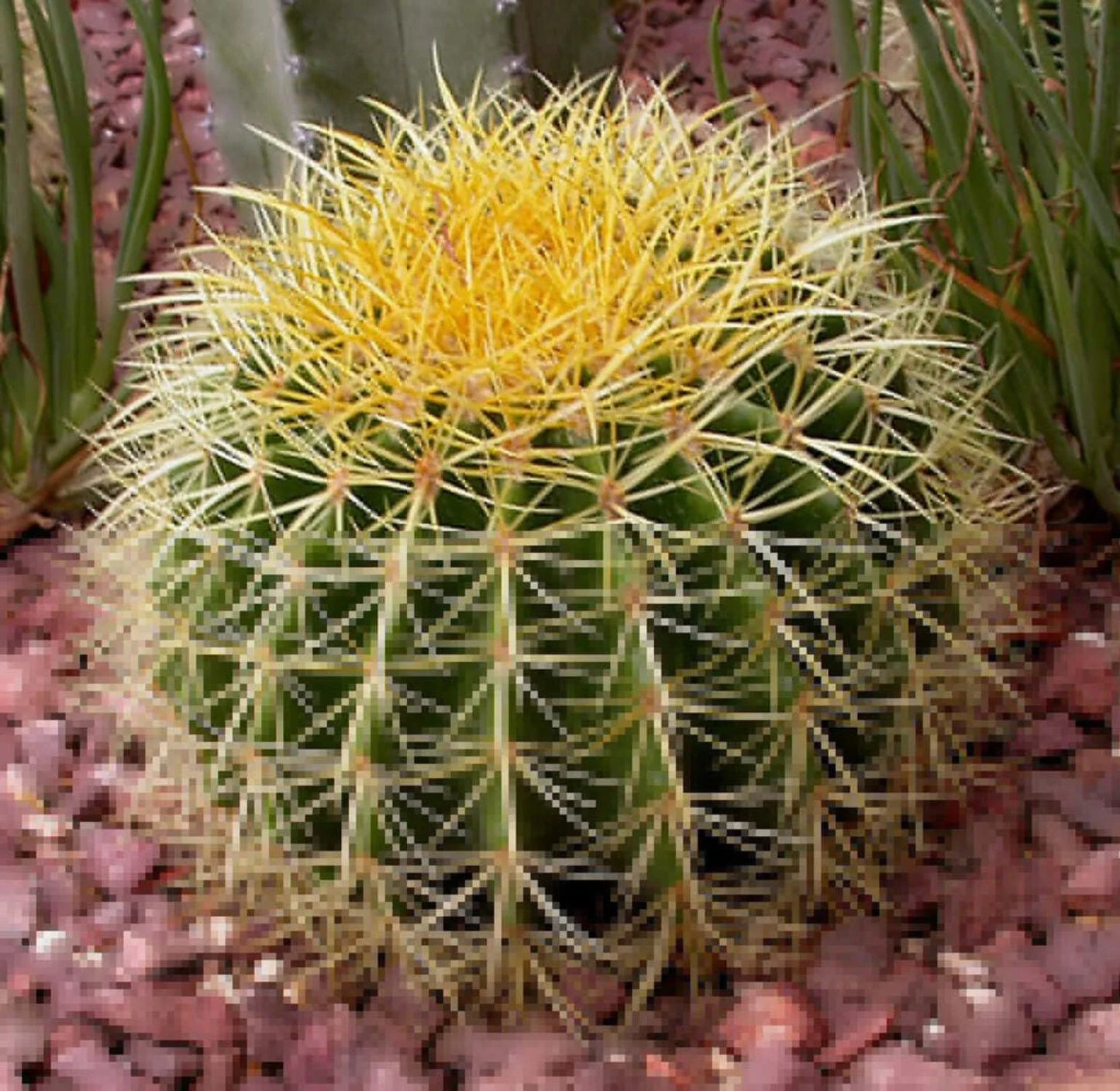 50 Cactus Finest Mixed Succulent Flower Plant Seeds